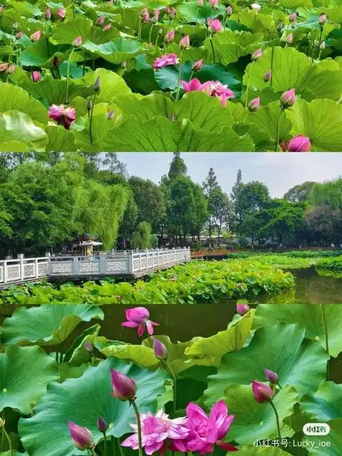 今夏第一波花海大盘点!不出成都,不要门票,地铁直达美食爆多!