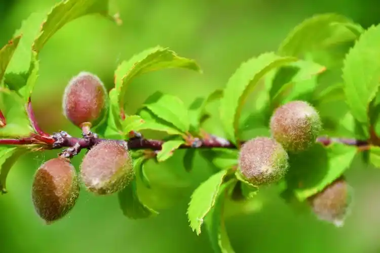 榆叶梅果实能吃吗(美人梅和榆叶梅哪个更美)