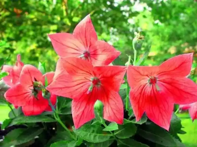 红色桔梗花-13-unine:迷情花语-话本小说网