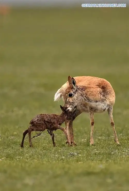 china-tibet-changtang-tibetan antelope (cn)