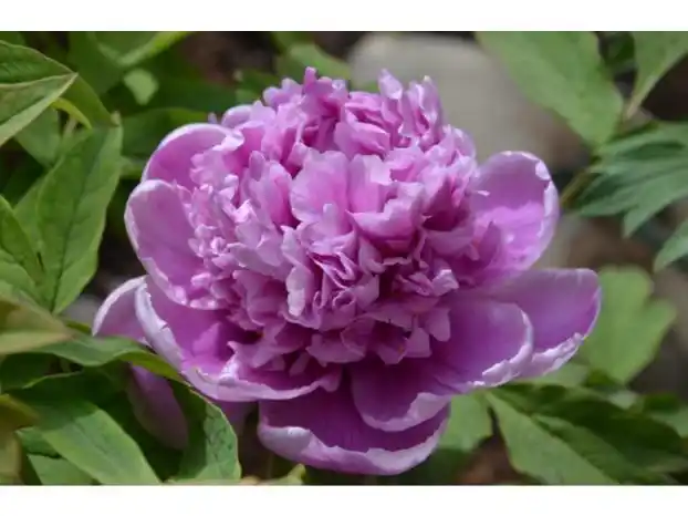 国花牡丹-葛巾紫,观赏牡丹,牡丹花苗