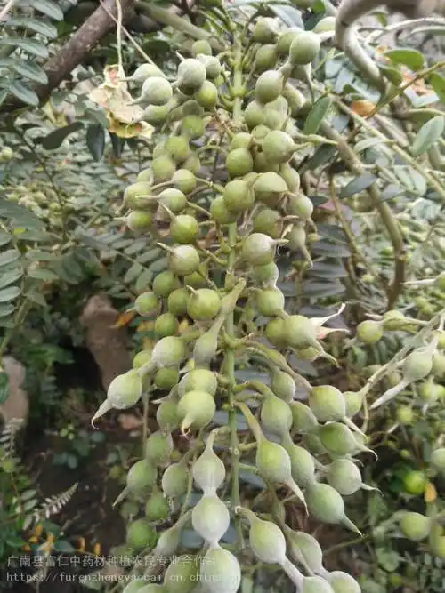 云南文山苦参中药山豆根苗新鲜山豆根基地供应