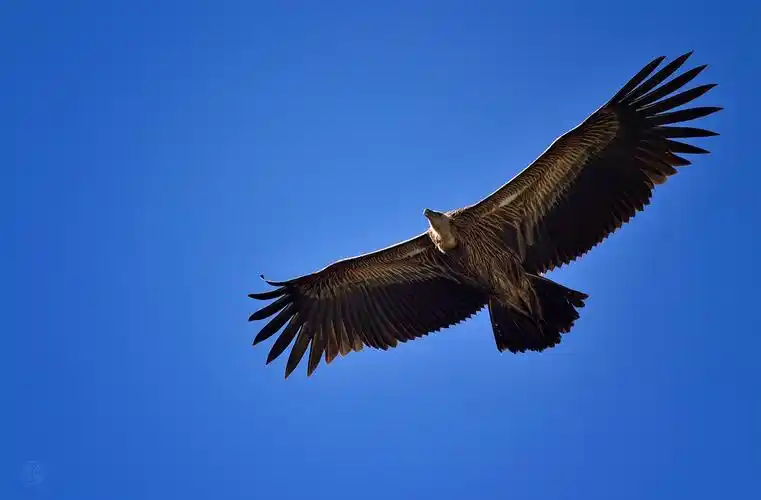 高原上飞翔的雄鹰