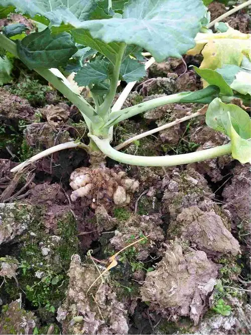 油菜根肿病如何防治发生原因