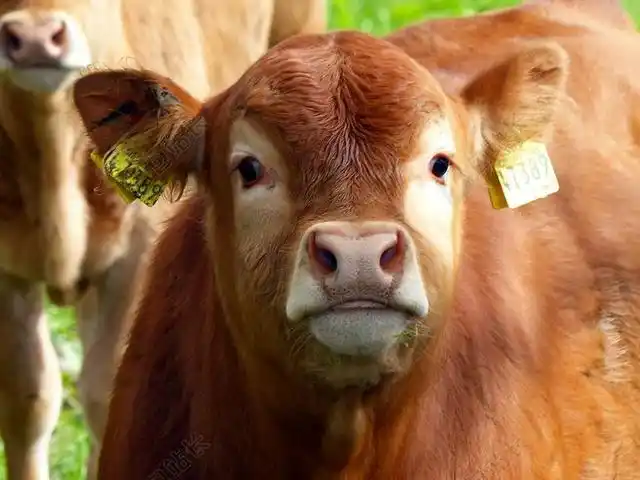 棕色动物呆萌小棕牛的正面照动物牛牧场背景图片