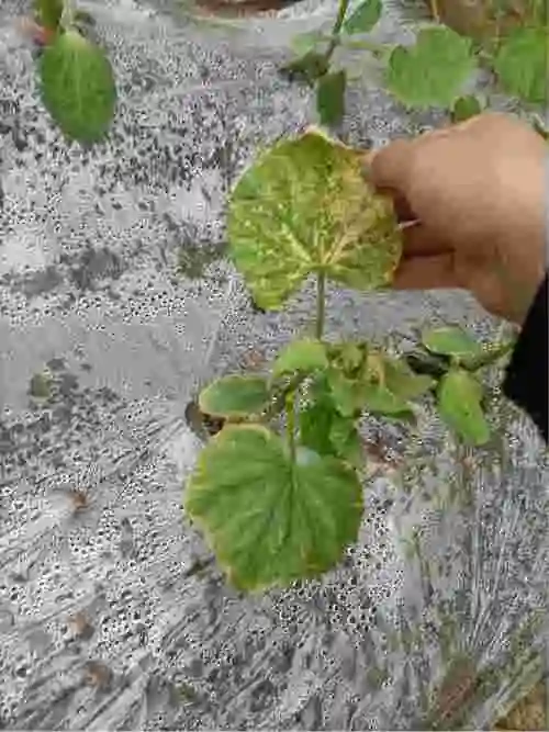 你好老师刚栽种的黄瓜幼苗叶子上出现黄色斑是什么病了如何治愈有没有