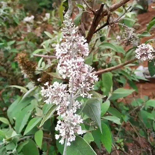 密蒙花的花蕾和花序药用,其味甘,性微寒,具有清热养肝,明目退翳功效