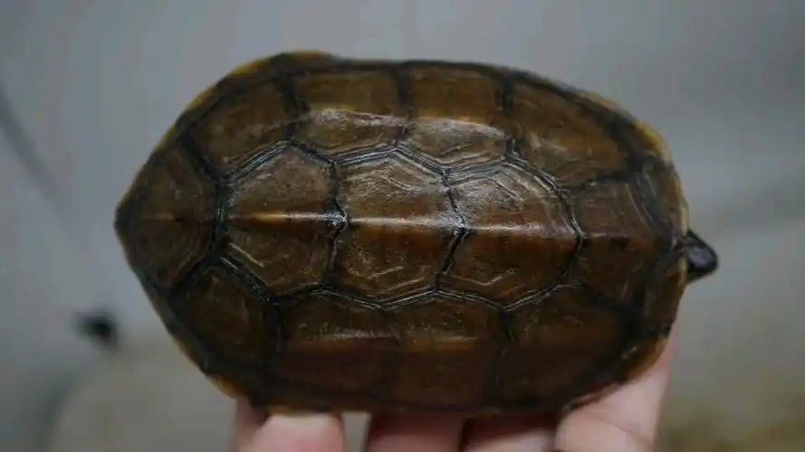 【草龟】锈墨彩出(日常)田黄靓纹墨