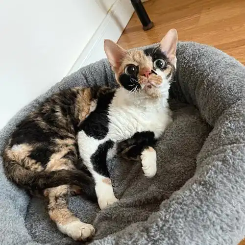 德文三花太丑虎斑像土猫颜色和颜值无关