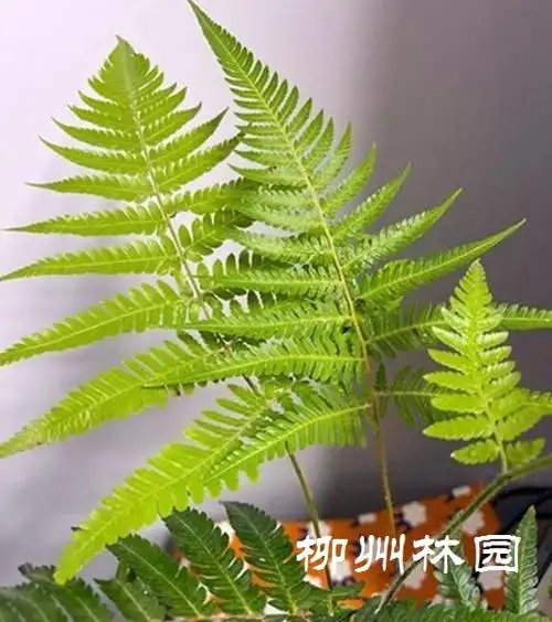 奇石园网红蕨金毛狗蕨