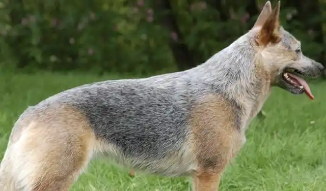澳洲牧牛犬,别名澳洲牧羊犬,是一个大型的牧羊犬品种.