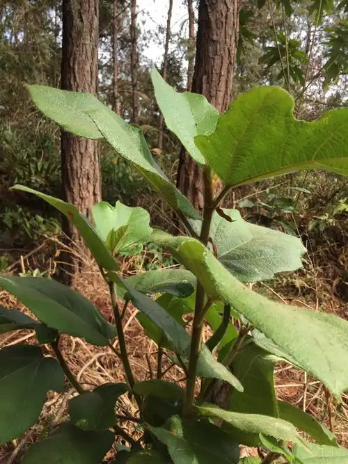 音为有你#中药材--黄毛榕.