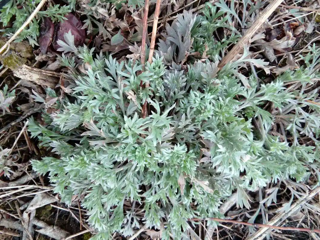 野菜图片大全,带你认识16种不同的野菜,附带吃法,若见到请珍惜
