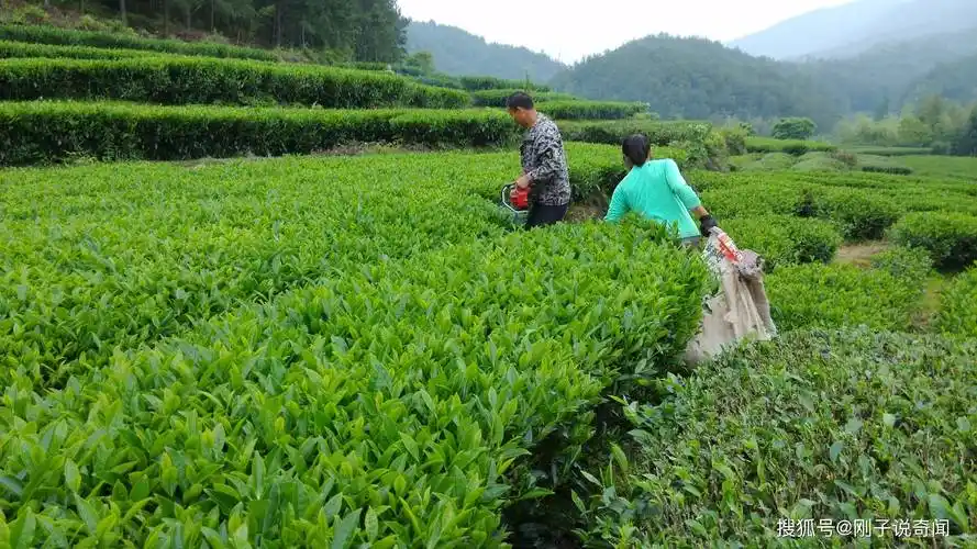 国家派兵保护茶树,投保高达1亿元,一般人有钱也喝不到