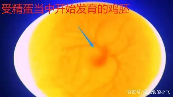 【三】在有些地方的民俗叫法中,鸡蛋是分"公母"的哦.