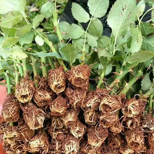 云南滇红食用玫瑰花苗 金边 大马士革 法国墨红玫瑰小苗 浓香型花