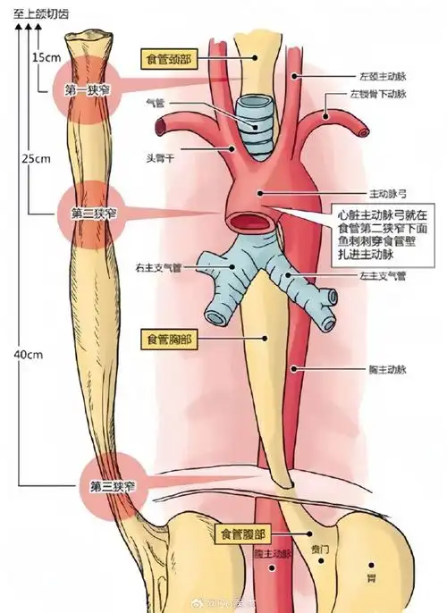 这三处狭窄很容易被烫伤,也容易成为食管癌高发的位置(在2