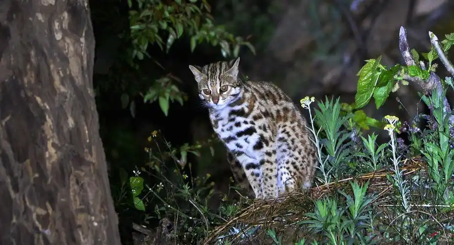 山上有一只豹猫