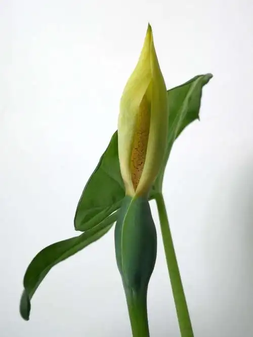 观音莲—滴水观音