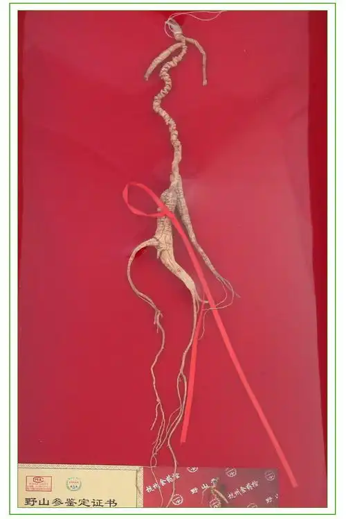 供应东北特产杭州检测-百年野山参 纯正东北野山参 人参礼盒