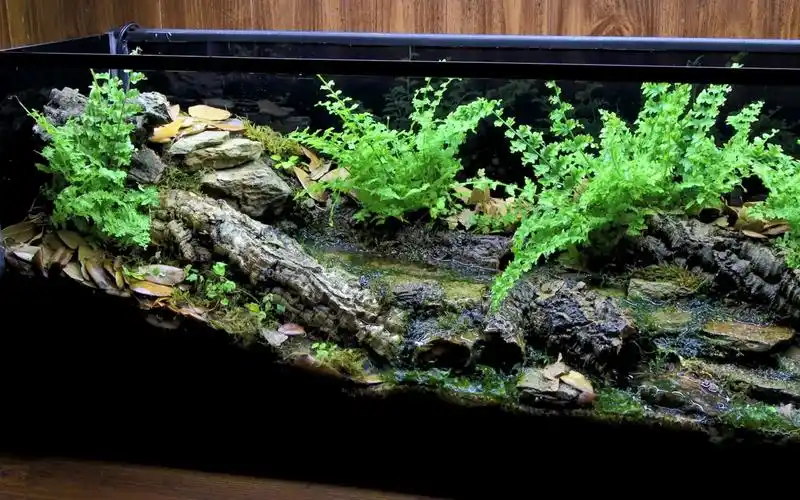 可以很好上手的水陆缸造景,养点螃蟹乌龟蝾螈啥的!_哔哩哔哩_bilibili