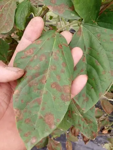 豆角上这个是什么病,怎么治?