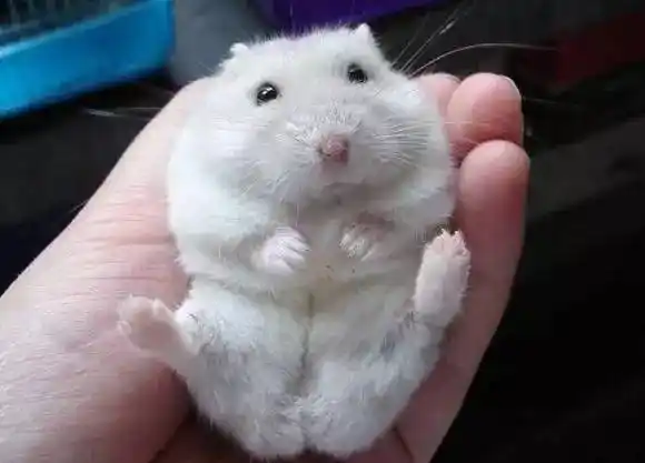 柔软的手办,看到你就想把你抓起来,在手里玩弄欣赏,你的任何反应都会