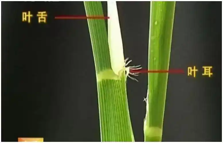 寒地水稻实用生产技术——苗床管理(二)