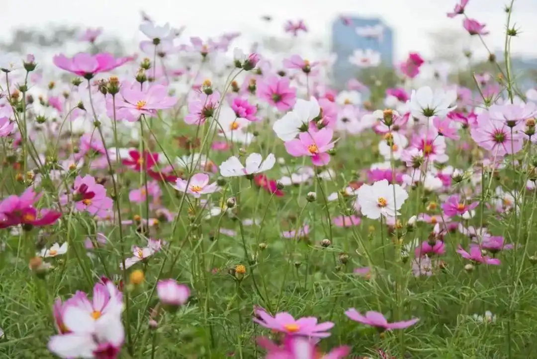 太美啦~厦门惊现一片波斯菊花海,正值花期!地点就在
