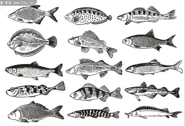 鱼的素描画 矢量鱼图片 ,主题为关于鱼的图片,可用作海底生物,鱼类
