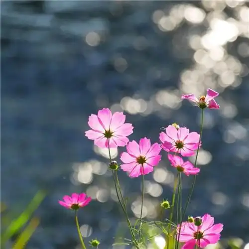 唯美格桑花头像图片 幸福生活和好运的美好愿望和感情