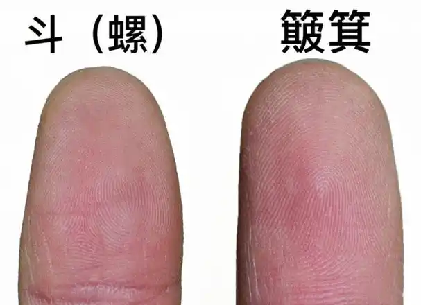 简单来说,指尖上的手纹分为斗和簸箕,斗纹又称螺纹,涡纹,斗纹呈圆圈状