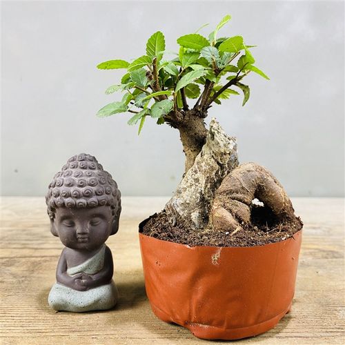 抱石小叶榔榆附石l榆树盆景窗台阳台办公桌茶台趣味植物绿植盆栽