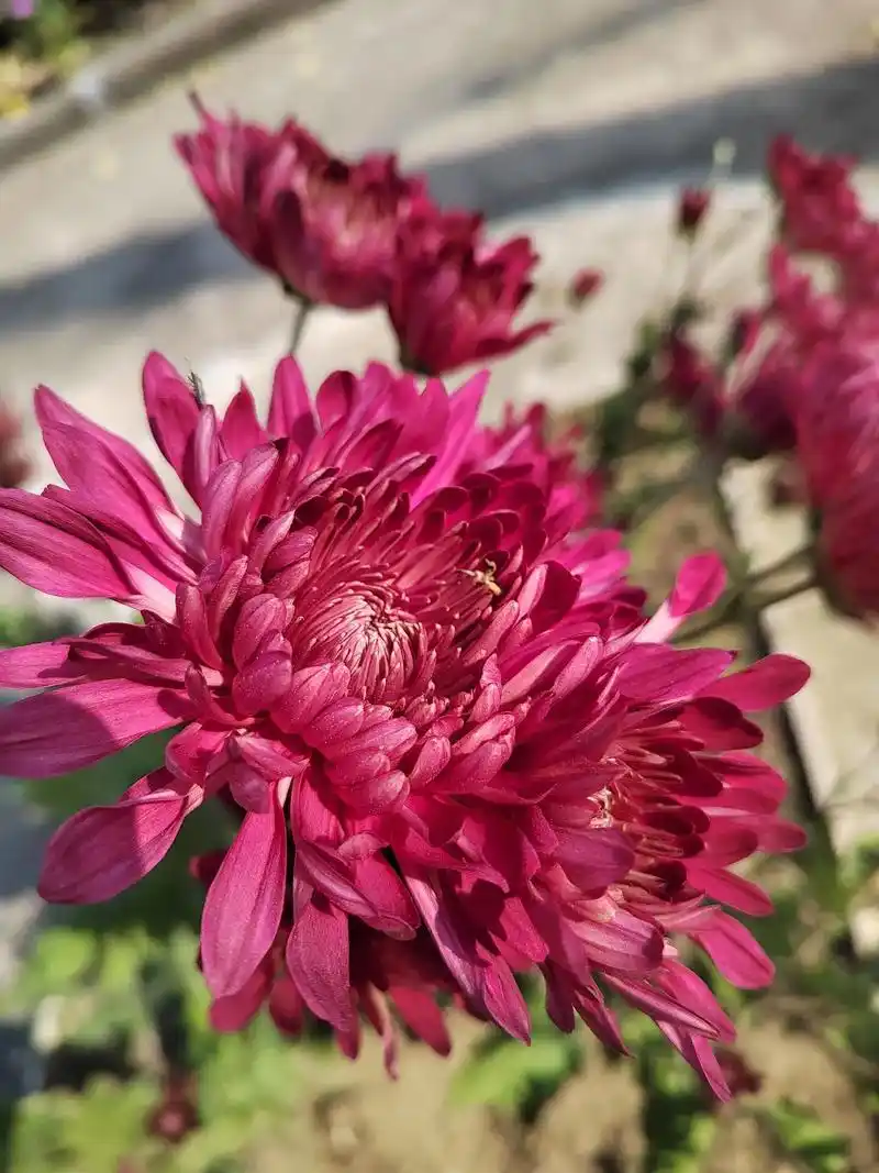 红色菊花的花语是真诚爱你