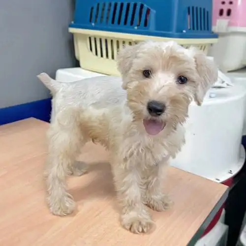 稀有黄白色雪纳瑞老夫子