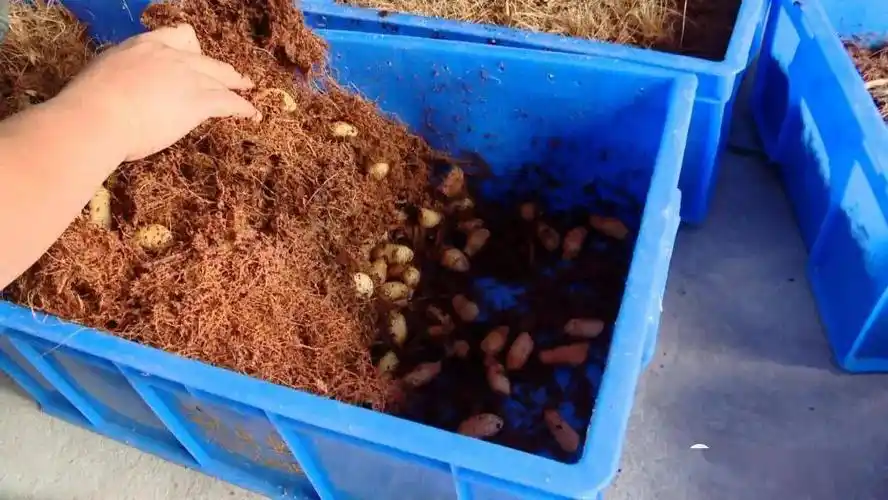 被禁了广西很多人都在养的竹虫成了害虫养殖户亏大了