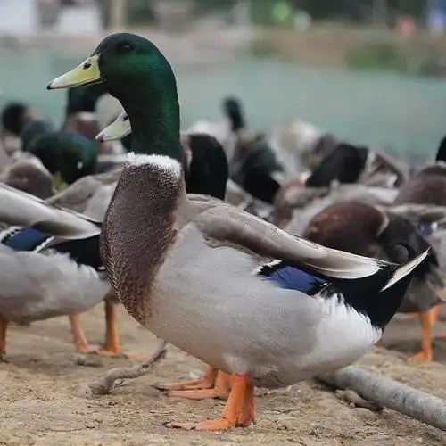 新货致富经贾飞顺丰空运湖北洪湖飞鸭新鲜鸭子老飞鸭麻鸭老公鸭