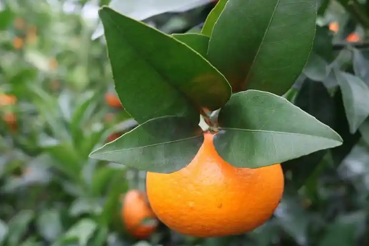 武鸣沃柑老男人果品