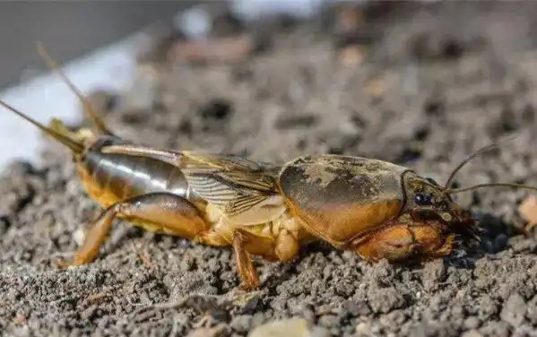 农业害虫蝼蛄,竟然可以卖钱,一斤60元,是真的吗?