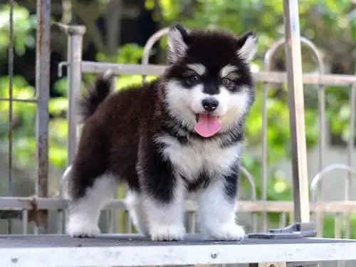 阿拉斯加幼犬喂饭拉稀怎么办