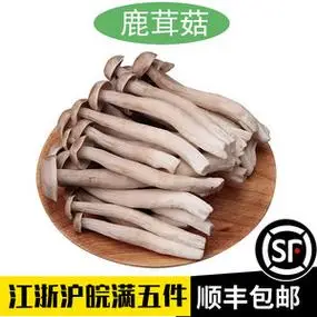 新鲜鹿茸菇1000g珊瑚菌2斤装干锅食用菌菇火锅店食材猴葵鹿角菜鹿