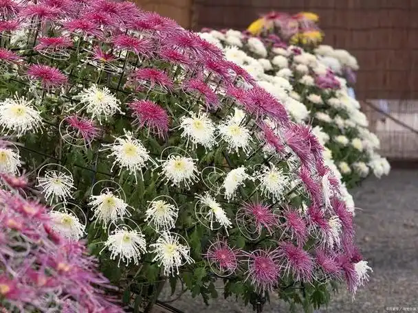 荷兰菊哪个品种最好看?荷兰菊的品种繁多
