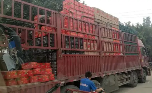 这里一车车的苹果的确让小镇的交通形成了拥堵.