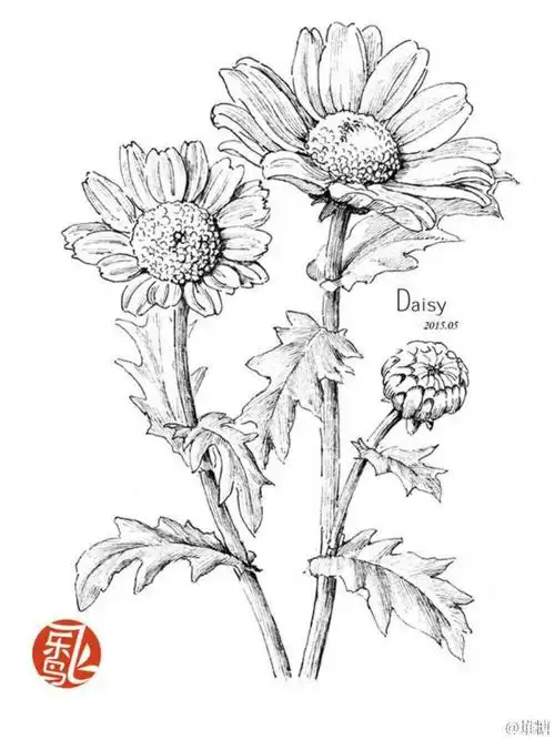 黑白,线稿,植物花卉,花纹