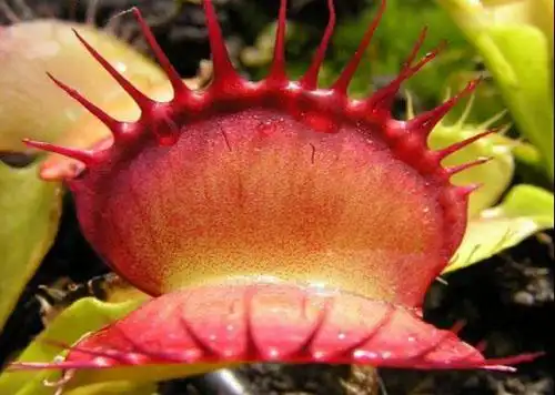 全球十大最危险植物:坏女人花最可怕 - 芝麻世界