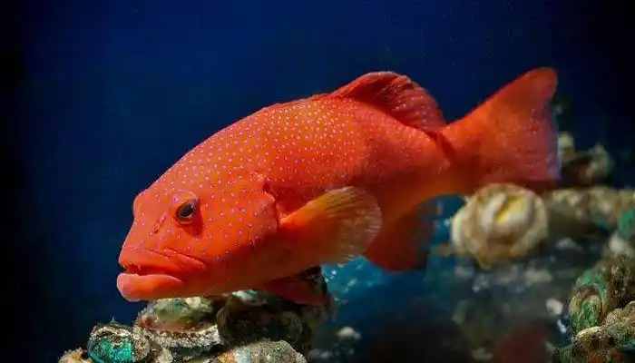 东星斑的色泽有蓝色,红色,褐色及黄色等,体型比一般斑鱼瘦长,头部细小