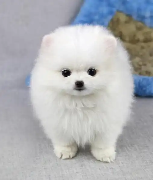 雪白毛量很足的袖珍博美幼犬出售一窝小狗