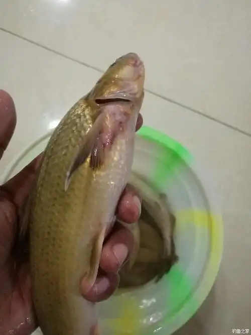 所以选择回到了重庆!长江野生水米子!