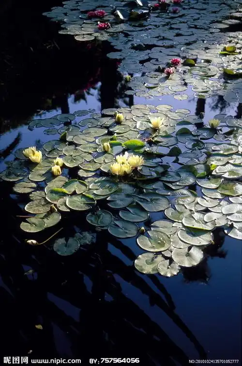 睡莲池塘图片
