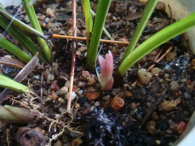 以兰会友-中国兰花交易网社区